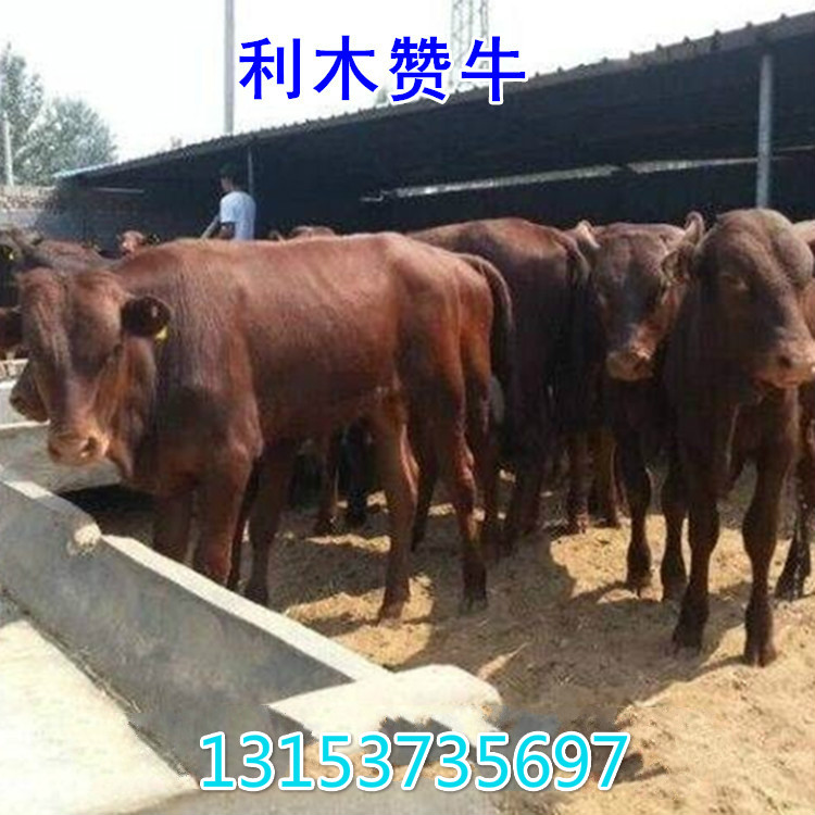 遼寧肉牛價(jià)格動(dòng)態(tài)分析報(bào)告