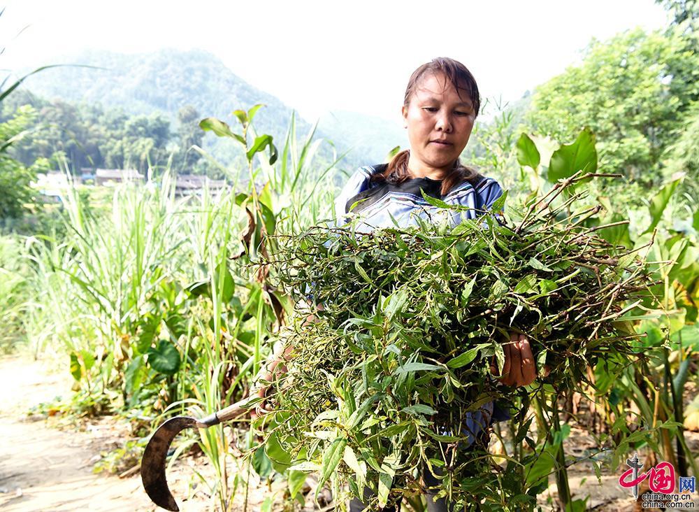 興華鄉(xiāng)最新交通動態(tài)報道