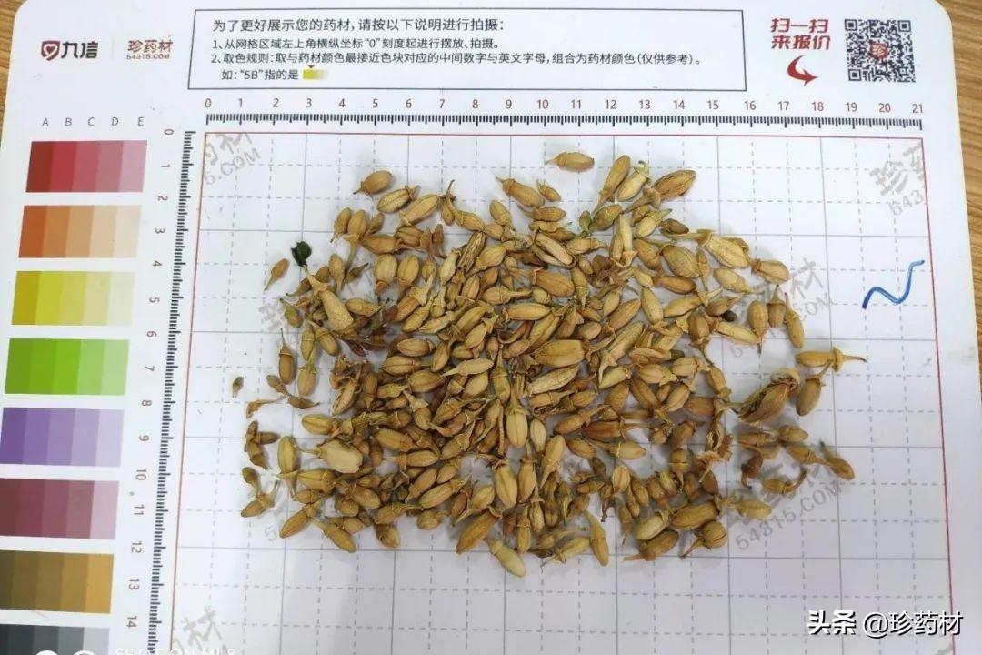 螞蝗最新價格及市場影響分析